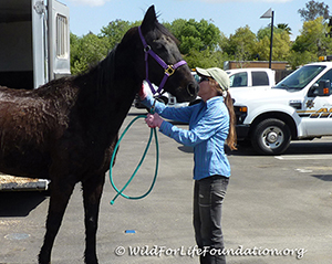 Thoroughbred Rescue